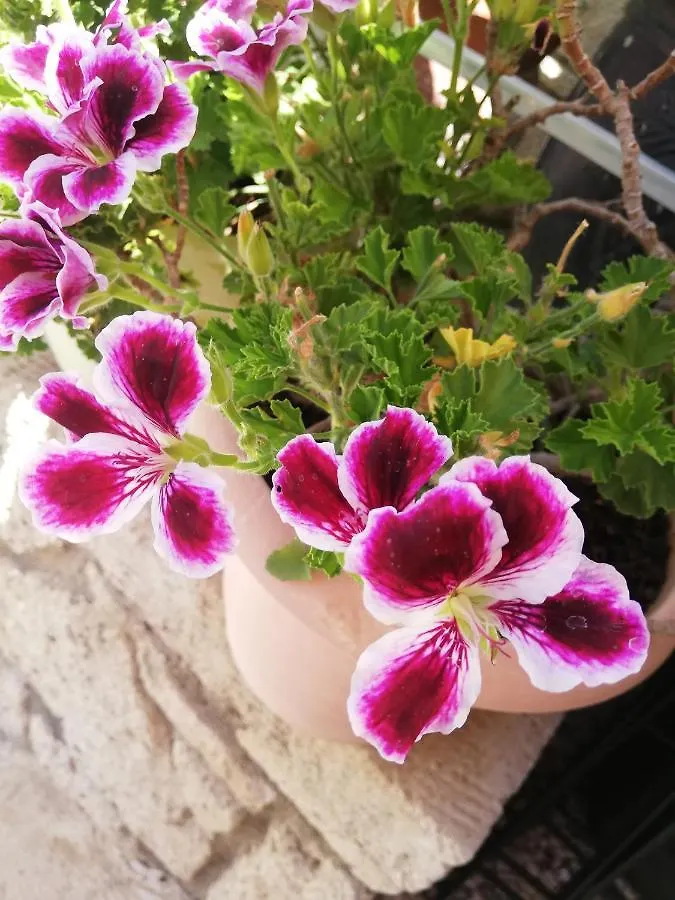 Luna Alaçatı Bed & Breakfast
